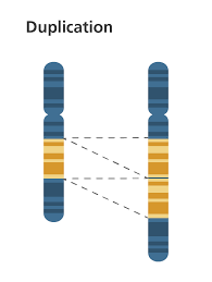 What Is A Chromosome Disorder Facts Yourgenome Org