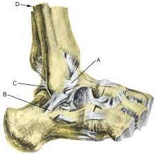 Ligament Injury In The Ankle Joint Outer Ligament Sportnetdoc