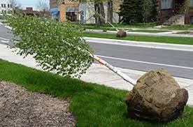 For evergreen trees, it's best to transplant in late summer or early fall so the roots have time to establish before cold weather arrives. Watering Newly Planted Trees And Shrubs Umn Extension