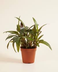 Image result for Ledebouria