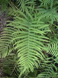 Image result for Dryopteris kilemensis