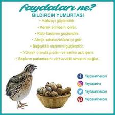 Bildircin Yumurta Bildircin Yumurtasi Bildircinyumurtasininfaydalari Faydaalri Zararlari Faydalarine Fa Bildircin Saglikli Yasam Tarzi Saglikli Gidalar