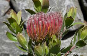 Image result for Leucospermum