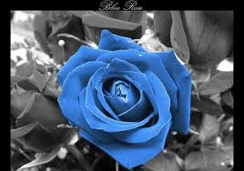 Beautiful Rose Wallpaper Full Nbsp Hd Rose Nbsp Wallpaper This Is Beautiful Rose Nbsp Full Ultra Hd 4k Wallpap In 2020 Blue Roses Wallpaper Rose Wallpaper Blue Roses