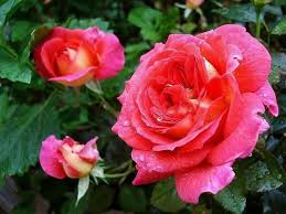 Lookoftheday Hairstyle Red Dailyinspiration Amazingcolors Gartenhaus Dobinidahoam Terrasse Zaun Bavaria Rosen Blumen Pflanzen