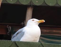 Maybe you would like to learn more about one of these? Screaming Seagull Gif Screaming Seagull Meme Discover Share Gifs