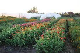 The best place to plant a rose mallow is somewhere the sun shines all day long. How To Grow More Cut Flowers Than You Ever Thought Possible Floret Flowers