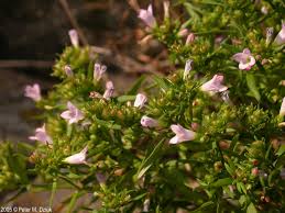 Image result for Cyanotis longifolia