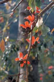 Image result for Argyrolobium macrophyllum