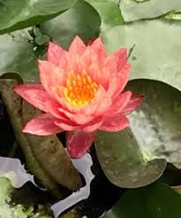 Your peach glow stock images are ready. Buy Nymphaea Wanvisa Water Lily Private Collection Bagh Pk