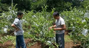 Cara mengatasi jambu kristal busuk. Tanaman Jambu Kristal Diserang Hama Ulat Radarsukabumi Com