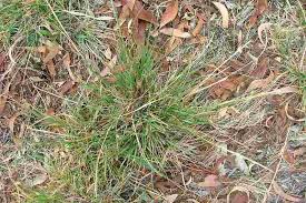 Image result for Sporobolus africanus