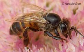 It has several limitations, including not accepting any frames and not being able to connect to any kind of pipes or similar. Advice On Bees In Houses
