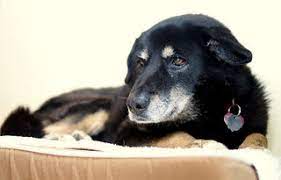 Does Stress Cause Premature Graying In Dogs Psychology Today