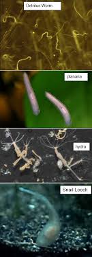 This is most effective when there are smaller number clearly there are various methods to rid your aquarium of these problem pests. 10 13 Pests