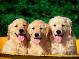 Dunyadaki Oha Bu Kadar Da Olmaz Dedirten 25 Gelenek Golden Retriever Ev Kopekleri Golden Retriever Yavrusu