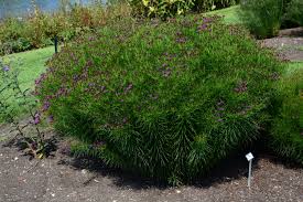 Image result for Vernonia sutherlandii