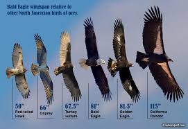 These birds are permanent residents throughout most of their range; The Bald Eagle Wingspan How Does It Compare To Other Birds Of Prey Avian Report