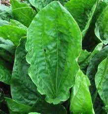 Walaupun secara kasat mata daun ini memiliki warna yang berbeda tetapi kandungan dan khasiatnya sama saja. 11 Manfaat Daun Sendok Untuk Kesehatan