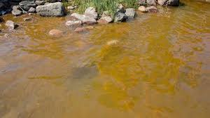 Detta faktum sätter också skogsbruket i fokus, då större delen av skogarna finns på lätta jordar (inklusive podsoler). Pool I Havet Raddar Bad Vid Algblomning