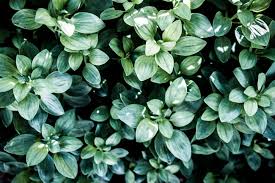 5382759 5199x3466 flower desktop point hd foliage wallpaper australium leaves plat green blue decorative leaf interest victorium plant black greenery tree png images shrub mocah org mocah hd wallpapers