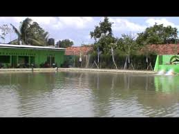 Suasana Pemancingan Saung Desa Big Fish Strike Pebayuran Youtube