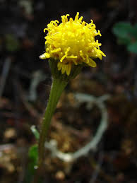 Image result for Tephrosia meisneri