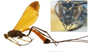 With the exception of the pollen wasp, wasps are predators. New Wasp Discovered Looks Like A Flying Jewel And Its Body Glows Electric Blue In Light Daily Mail Online