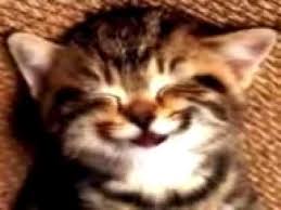Cat Singing Happy Birthday Song Happy Birthday Song Funny Happy Birthday Song Happy Birthday Video
