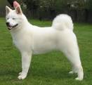 Akita Colors & markings - AKC American Bred Akitas