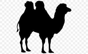 Polish your personal project or design with these camel transparent png images, make it even more personalized and more attractive. Dromedary Bactrian Camel Horse Clip Art Png 512x512px Dromedary Arabian Camel Bactrian Camel Black And White