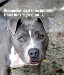 If you'd like to become his private hairstylist, schedule an adoption visit at mypasco.net/pas. Truly Wonderful News For The Homeless Dogs And Cats As Five Tampa Bay Area Shelters Held Galas Over The Last Tw Humane Society Homeless Dogs Cute Baby Animals