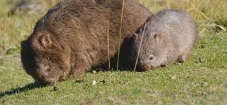 Image result for Common wombat
