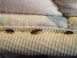 About bed bugs in charleston. Don T Let The Bedbugs Bite Charleston All Pro Pest Management Pest Moisture Control Charleston Scall Pro Pest Management Pest Moisture Control Charleston Sc