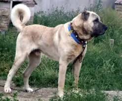 Which Dog Is Stronger Kangal Or Cane Corso Quora