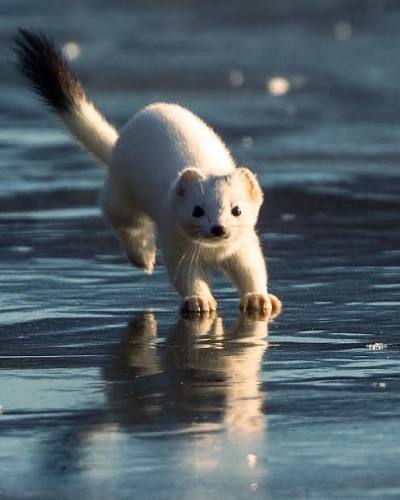 In Alaska, short-tailed weasels, also known as ermine when in their white  winter coat, are part of the state's diverse wildlife. These small  carnivores are highly adaptable and can be found in