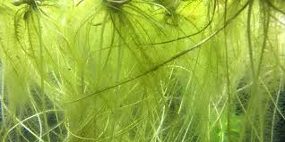 These live aquarium plants are suitable for 'cooler waters'. 5 Best Floating Aquarium Plants For Guppy Fish