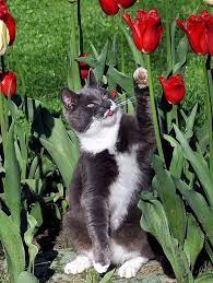 Gabby With The Tulips Beautiful Cats Cats Cat Flowers