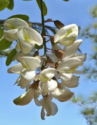 Image result for Robinia