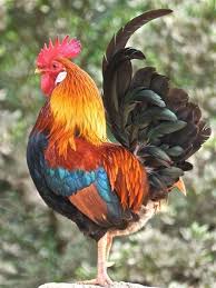 Birds Of A Feather Song Rio Birds Beak Birds Song Birds 8k Wallpaper Birds Of Paradise Lost Angry Birds Games Rio Birds And Bees Tea With Images Animals Beautiful Beautiful Birds Farm Animals