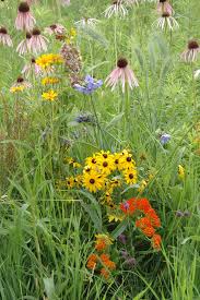 Gardeners interested in a prairie restoration garden will want to consider these native flowers to provide interest during this early season. Mixed Height Prairie Seed Mix Prairie Moon Nursery