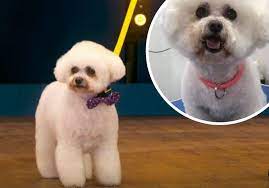 For the safety of myself and your pet, pooch perfect requires that you must disclose if your dog has ever exhibited any aggressive behaviour whilst being groomed or. Rhos On Sea Dog Groomer So Proud After Midge Appears On Bbc One S Pooch Perfect North Wales Pioneer