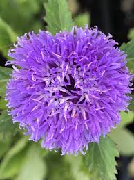 Image result for Centratherum