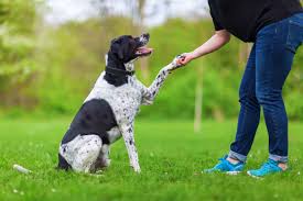 Durch die syndizierung einfach wissen, wann gibt es neue inhalte auf dieser website. Das Sind Die 6 Grossten Fehler In Der Hunde Erziehung