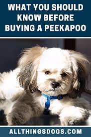 Puppyfinder.com is secure, simple and efficient way to find a puppy, sell a puppy or addopt dogs via internet. Pekingese Cross Poodle Puppies For Sale
