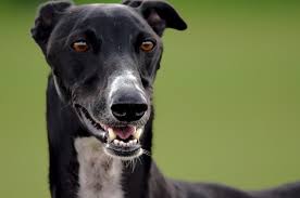 Greyhounds love to be able to express themselves whenever they can by running free off the lead providing it's in a safe environment. Greyhound Protection Uk Greyhound Rescue