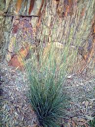 Image result for Hyparrhenia quarrei