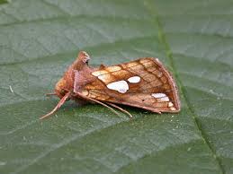 Image result for Plusia putnami