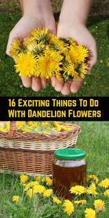 16 Exciting Things To Do With Dandelion Flowers In 2020 Dandelion Flower Dandelion Flower Food