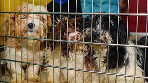 Our ambition is to make a difference to our ambition is to make a difference to as many animal lives as possible. Calgary Shelter Closed Because Of Dog Illness Ctv News